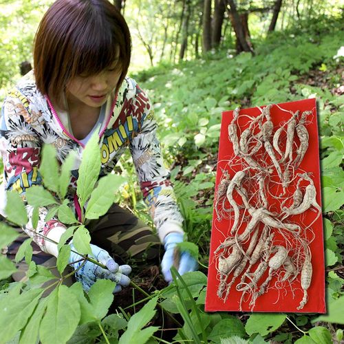 林下野山参无任何人工干预长白山