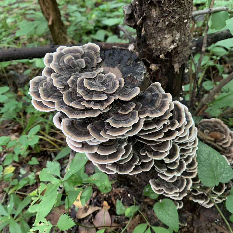 野生云芝250g干品黄云芝新货可打粉精选无虫长白山野生灵芝云芝蘑 传统滋补营养品 整枝灵芝 原图主图