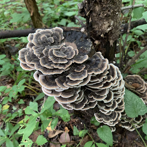 长白山深山纯野生无硫新云芝