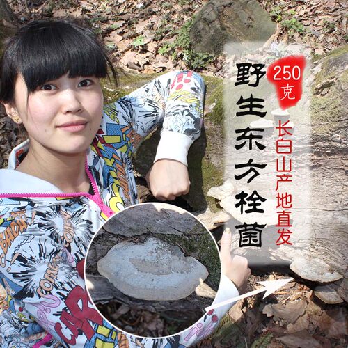 长白山东方栓菌东方云芝顺畅呼吸
