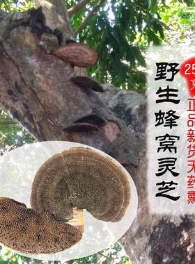村姑娘 野生蜂窝灵芝 毛蜂窝菌 250g精选优质大块单个10cm以上