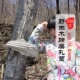 野生木蹄层孔菌 长白山野生灵芝 250g灵芝真菌