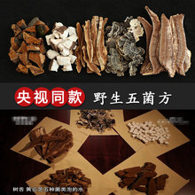 野生赤灵芝桑黄树舌黄云芝茯苓五菌方真菌汤一个月量15袋