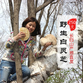长白山野生白灵芝白边桦剥孔菌五色灵芝主肺单品白玉灵芝产地250g
