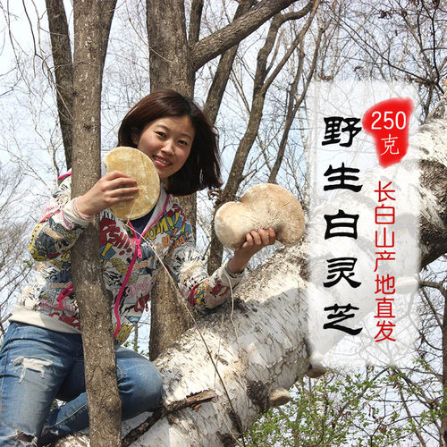当季新货白玉灵芝精选大颗野生