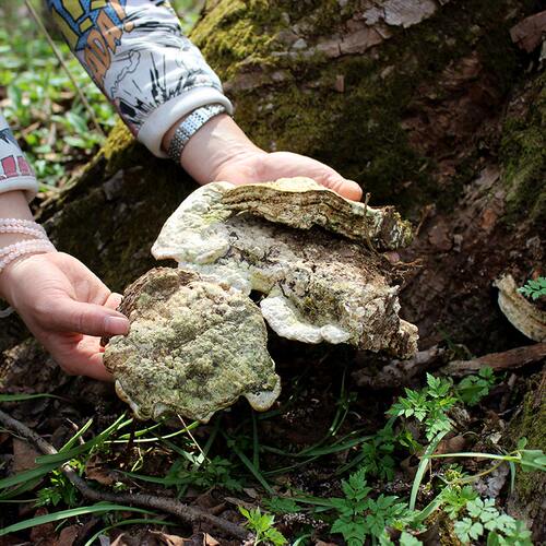 长白山拟层真菌传统滋补品灵芝