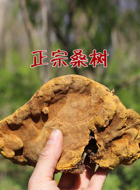 纯正藏区桑树桑黄教您避坑选真货