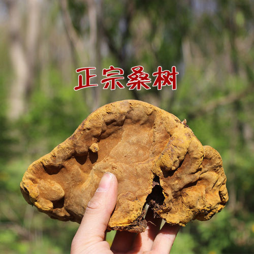 纯正藏区桑树桑黄教您避坑选真货