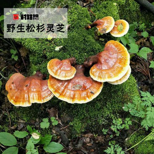 长白山纯野生松杉灵芝权威质检
