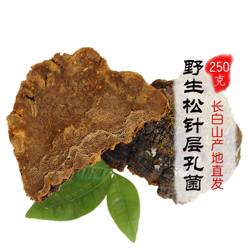 松针层孔菌整枝打粉250克灵芝