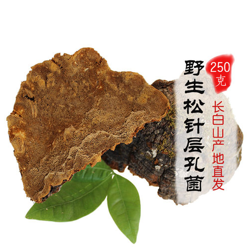松针层孔菌整枝打粉250克灵芝