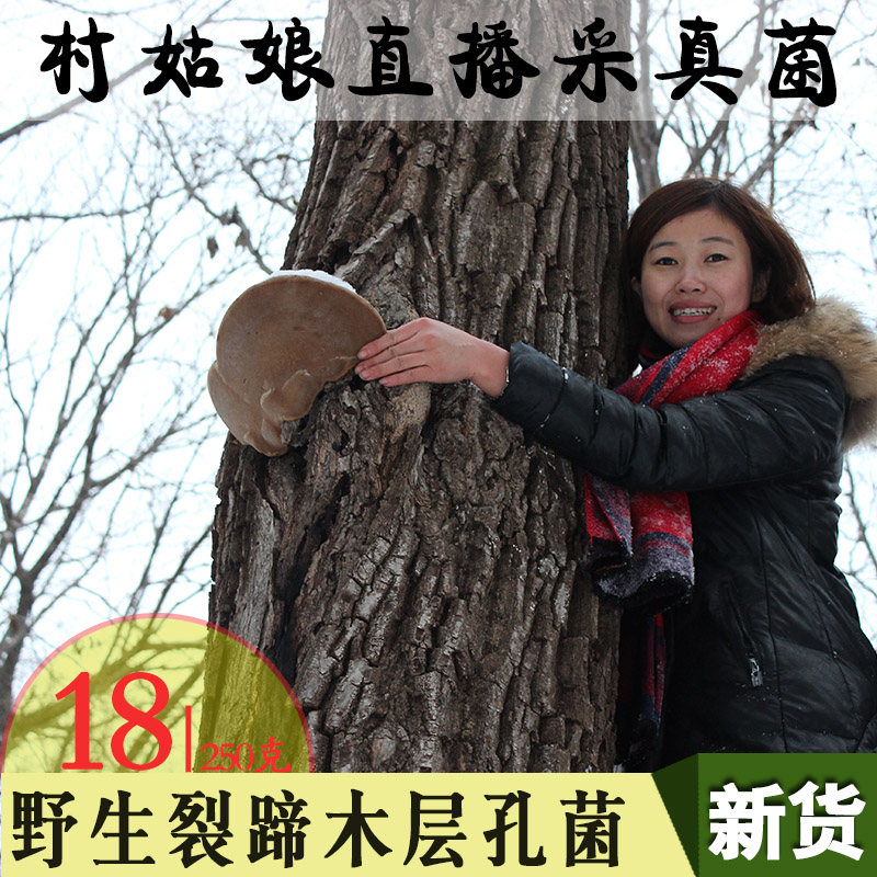村姑娘 野生裂蹄孔菌 裂蹄灵芝 红肉拟层孔菌哈尔蹄新货250g