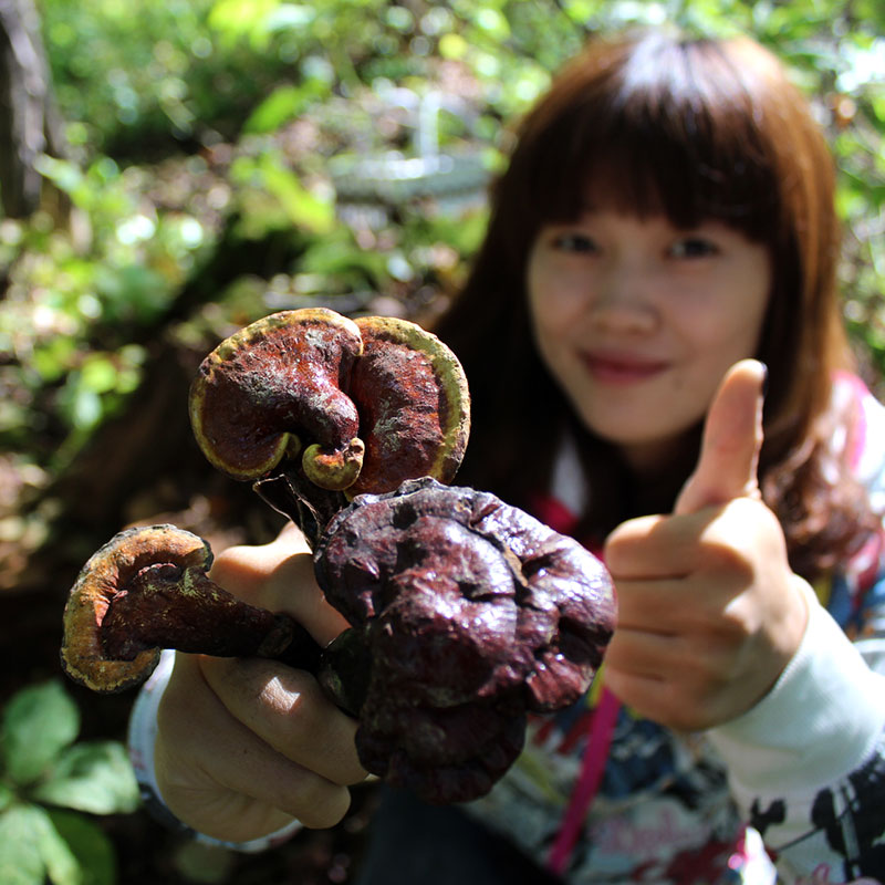 纯野生整枝天然正品深山五色林芝