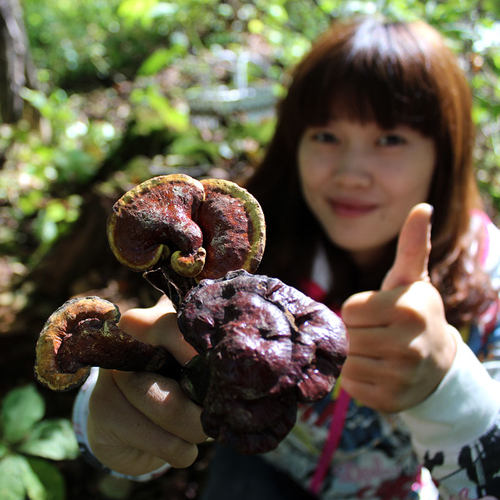 长白山野生赤灵芝深山五色林芝