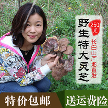 野生赤芝 包邮 大个正宗深山红灵芝整枝精选250g 长白山野生灵