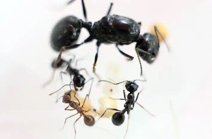 新疆白刺收获蚁 荒漠收获蚁