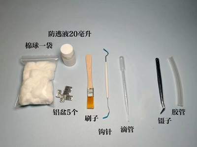 宠物蚂蚁 收获蚁 弓背蚁新手工具包 养蚂蚁新手包