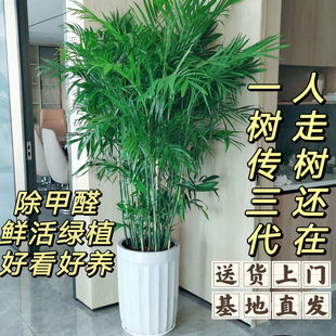 夏威夷竹子盆栽室内外客厅大型绿植盆景植物竹户外庭院净化空气