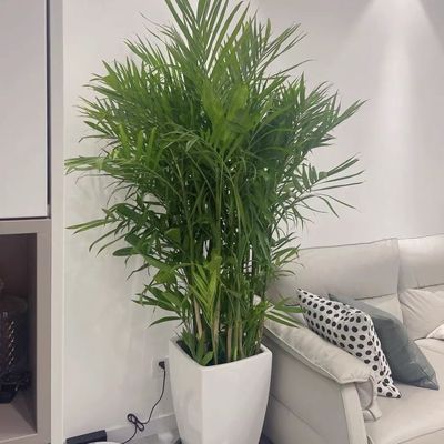 夏威夷竹子盆栽室内外客厅大型绿植盆景植物竹户外庭院净化空气