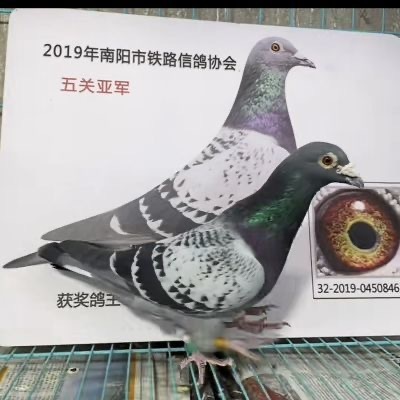 信鸽种鸽赛鸽鸽子活体五关鸽王亚军获奖鸽大鼻子雨点雄鸽公鸽包邮