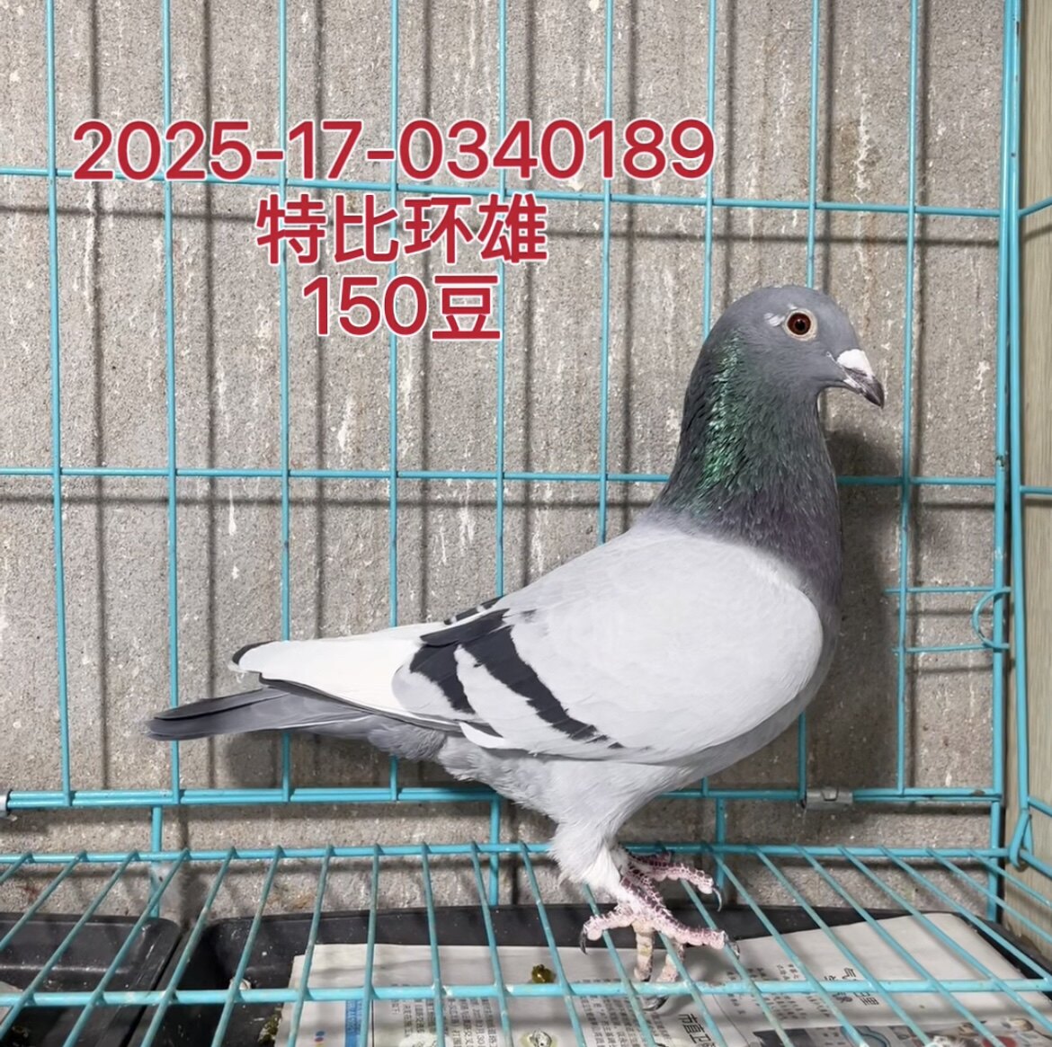 信鸽种鸽鸽子活体鸽子灰白条公雄鸽包邮