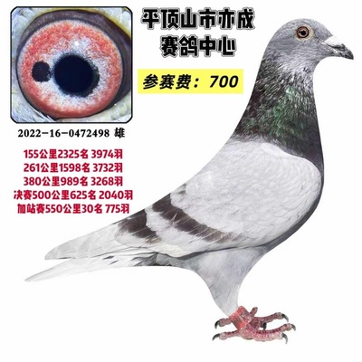 信鸽种鸽赛鸽鸽子活体公棚获奖鸽红二线红楞雄鸽公鸽包邮