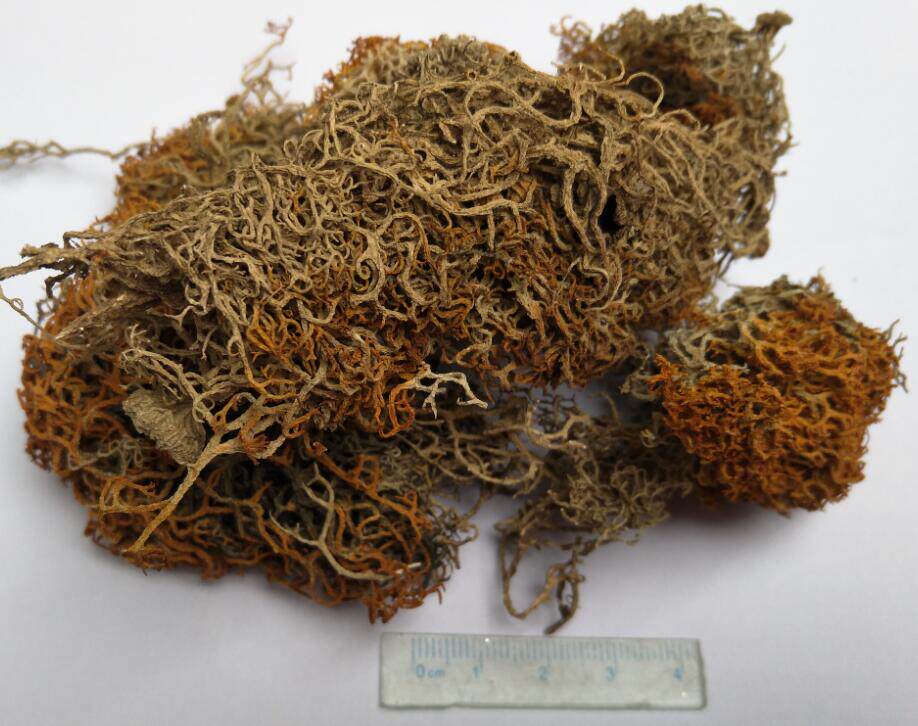 中药材金刷把500g金丝茶松石蕊金扫帚金扫把红雪茶2件包邮另有粉