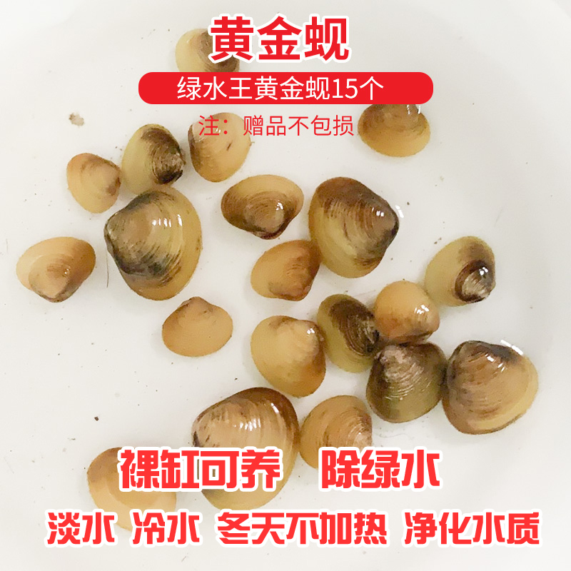 净化水质小溪蚬河除藻观赏螺鱼池