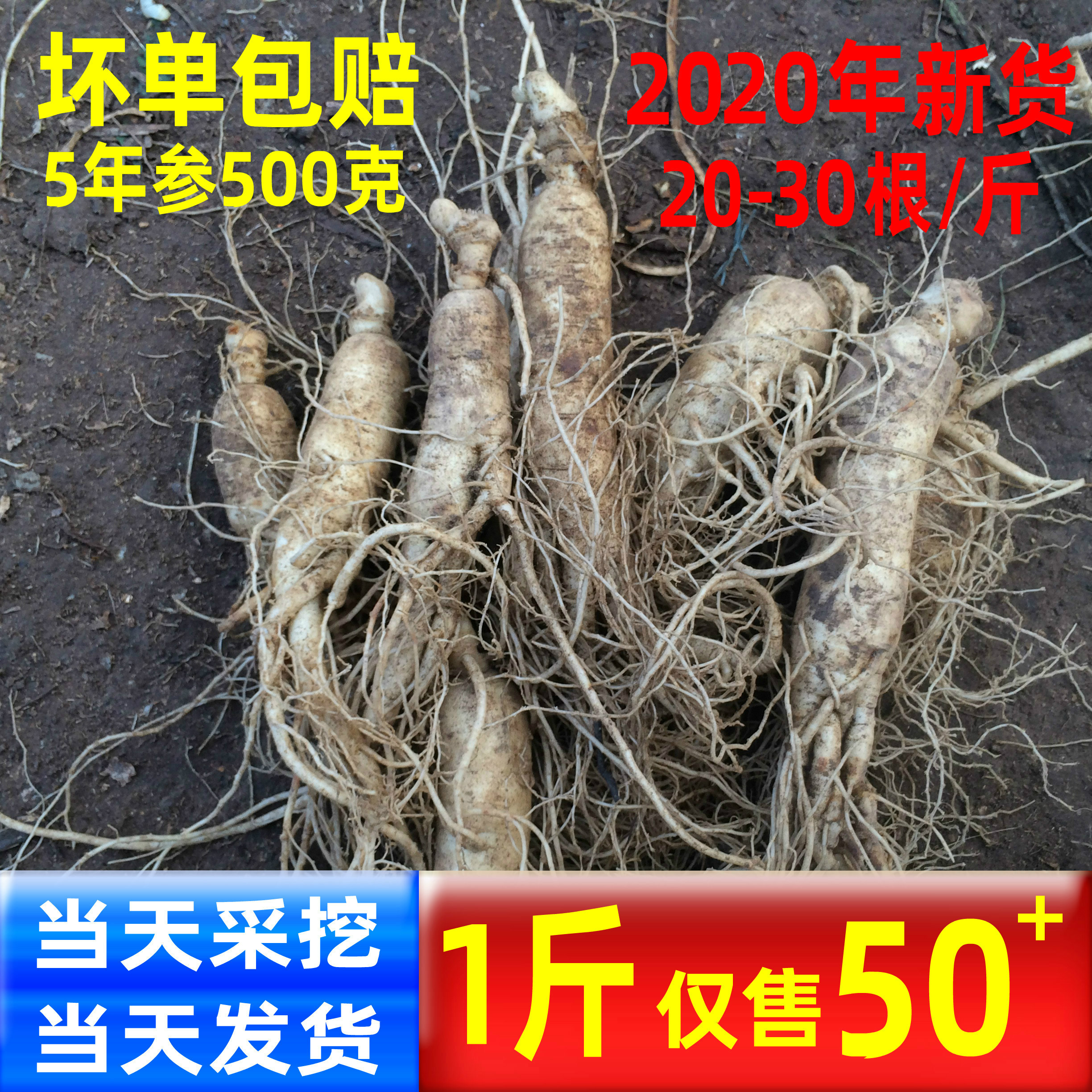 【今日特价】新鲜人参500g东北人参长白山野山参泡酒人参林下参