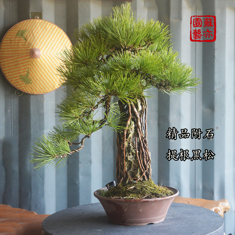 苏亦家黑松原生附石提根老盆老桩温州大罗山短针阳台庭院露天带盆