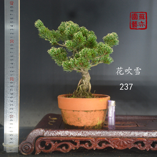 【苏亦家】那须娘花吹雪五陵阁杨梅大阪老桩短针叶松老盆老桩温州