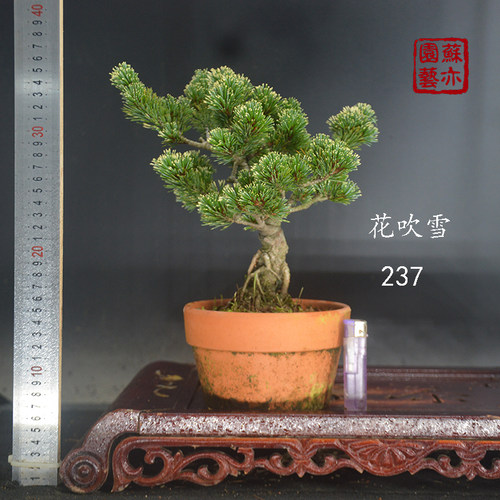 珍贵品种那须娘老盆口短针五针松