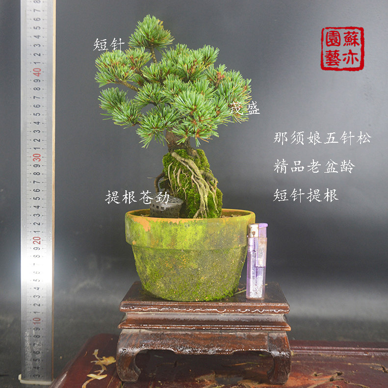 【苏亦家】那须娘花吹雪五陵阁杨梅大阪老桩短针叶松老盆老桩温州