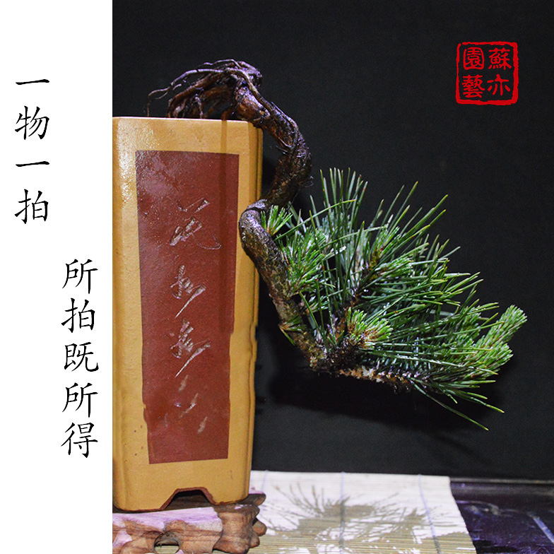 苏亦家高档日本提根黑松庭院