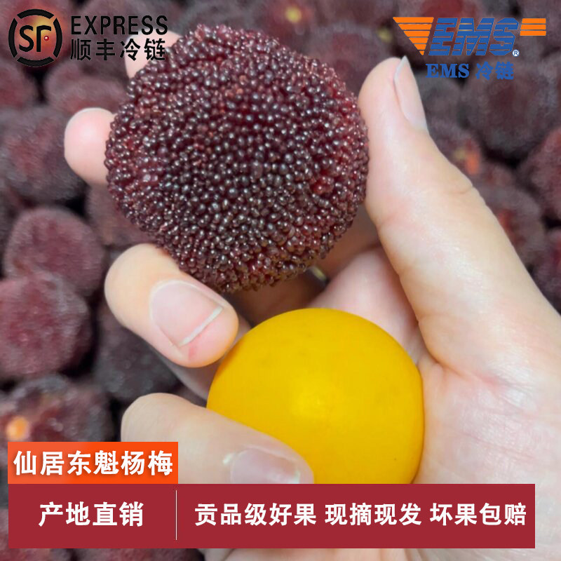 【贡品】正宗浙江仙居东魁杨梅颗粒乒乓球大果新鲜礼盒装现摘现发