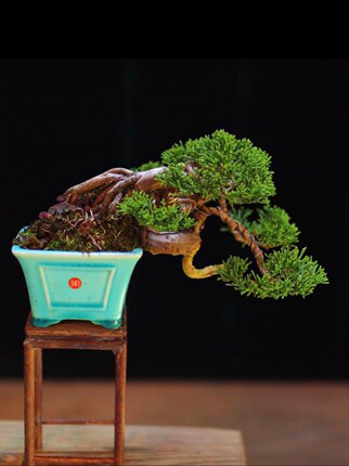 济州精品微型小品盆景松柏系鱼川真柏柏树绿植植物盆栽251/310