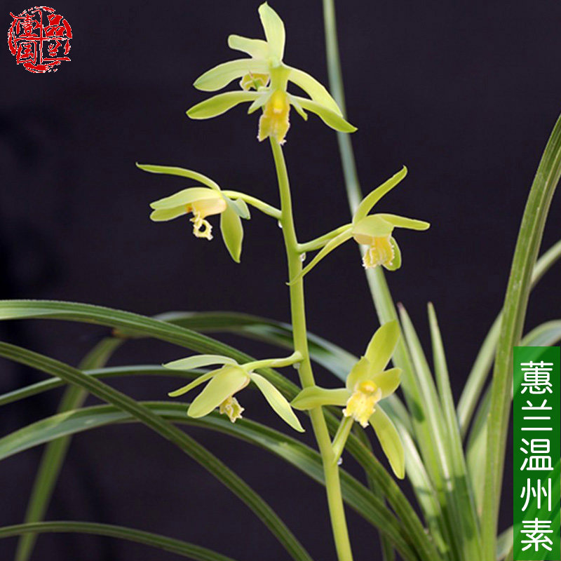 温州素蕙兰名品素花 浓香细叶耐寒兰花苗冬春花期