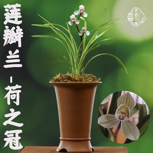 莲瓣兰【荷之冠】香思兰缘壹品国兰花守极好宽叶稳定荷瓣名品