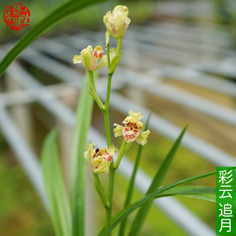 建兰大白菜彩云追月奇花飘门水仙瓣奇花 名贵;兰花苗夏秋花期