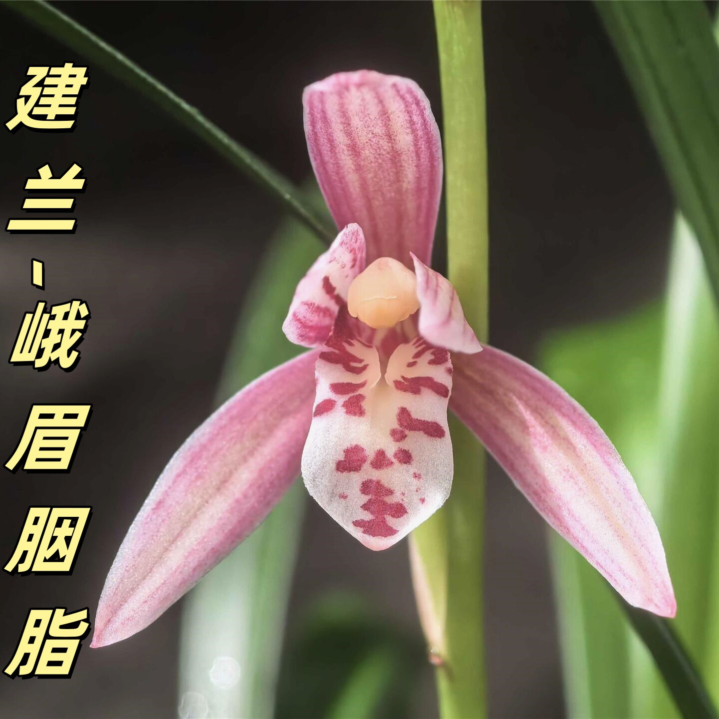 建兰【峨眉胭脂】香思兰缘壹品国兰桃红色荷型花小巧花高出架浓香