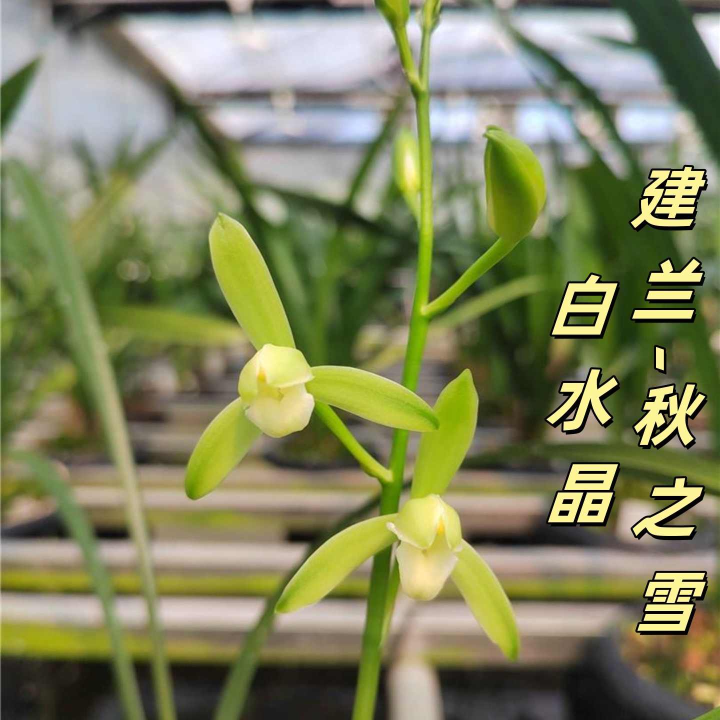 香思兰缘壹品国兰建兰【秋之雪】鹅头水晶素叶艺白水晶素花浓香绿