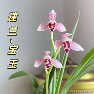 建兰【宝玉】香思兰缘壹品国兰疏朗大气开品稳漂亮量少铭品精品