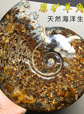 天然海洋古生物化石羊角螺玉化螺斑彩螺菊花石原矿石教学标本摆件