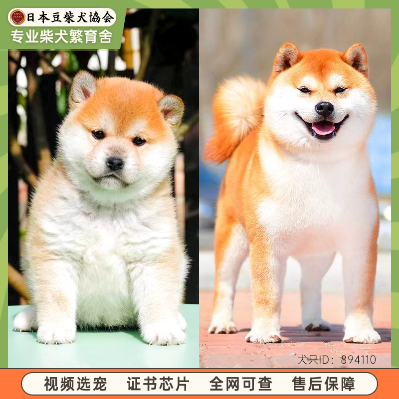 北京纯种柴犬幼犬活体宠物狗狗豆柴日本柴犬伴侣犬公母血统犬舍