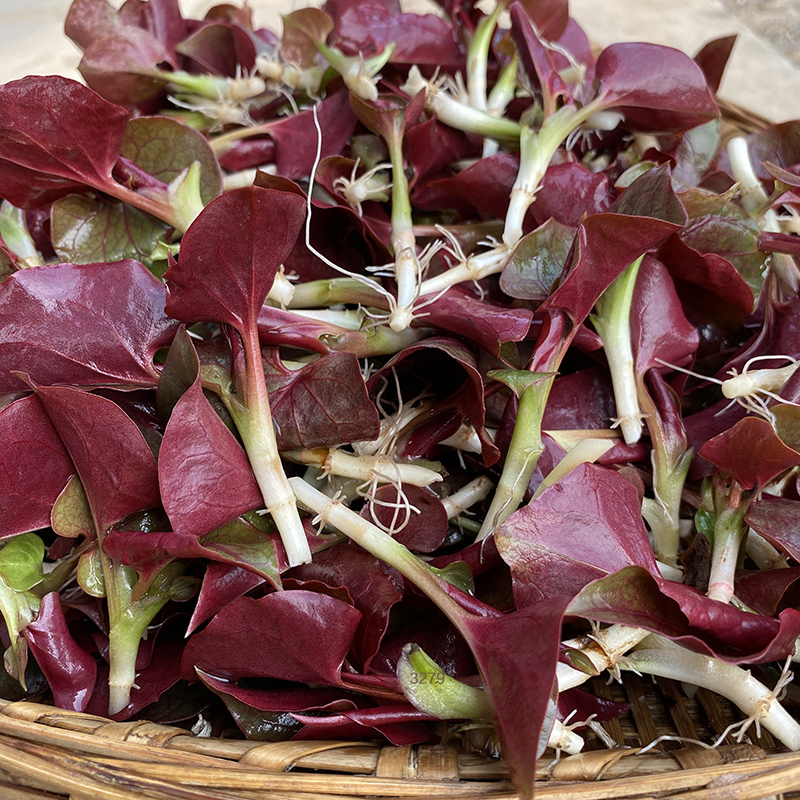 现挖四川折耳根鱼腥草叶子嫩叶