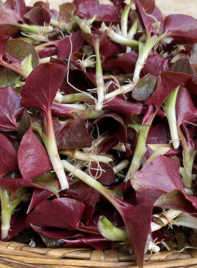 四川折耳根鱼腥草新鲜叶子嫩叶凉拌农家特产产地直销侧耳根节耳根