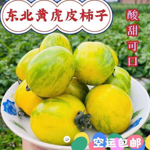 东北皮球柿子黄柿子 农家自种新鲜柿子虎皮柿子小番茄4斤包邮