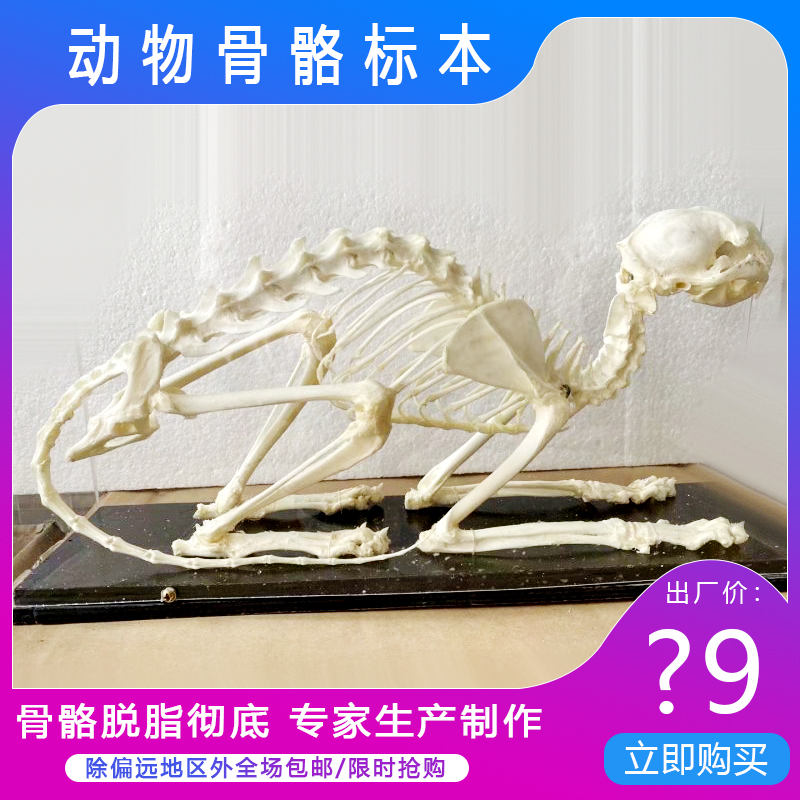 动物骨骼标本模型教学用品各类