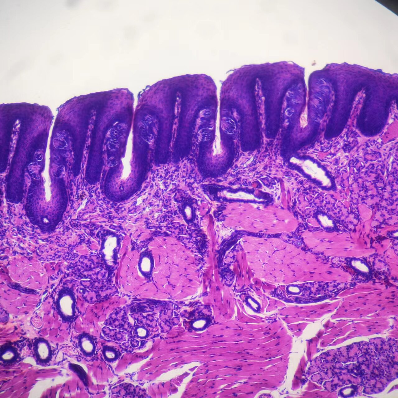 动物病理组织切片大学生物切片HE染色石蜡包埋畜牧兽医教学玻片
