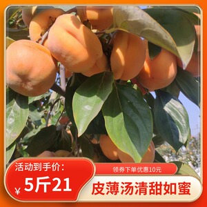 精选河北磨盘柿北京磨盘柿盖柿易县软柿子河北狼牙山冻柿子懒柿子